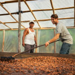 Helping on a Cacao Nursery