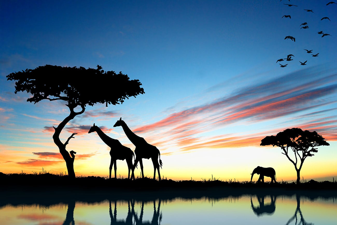 home-section-africa_28437562